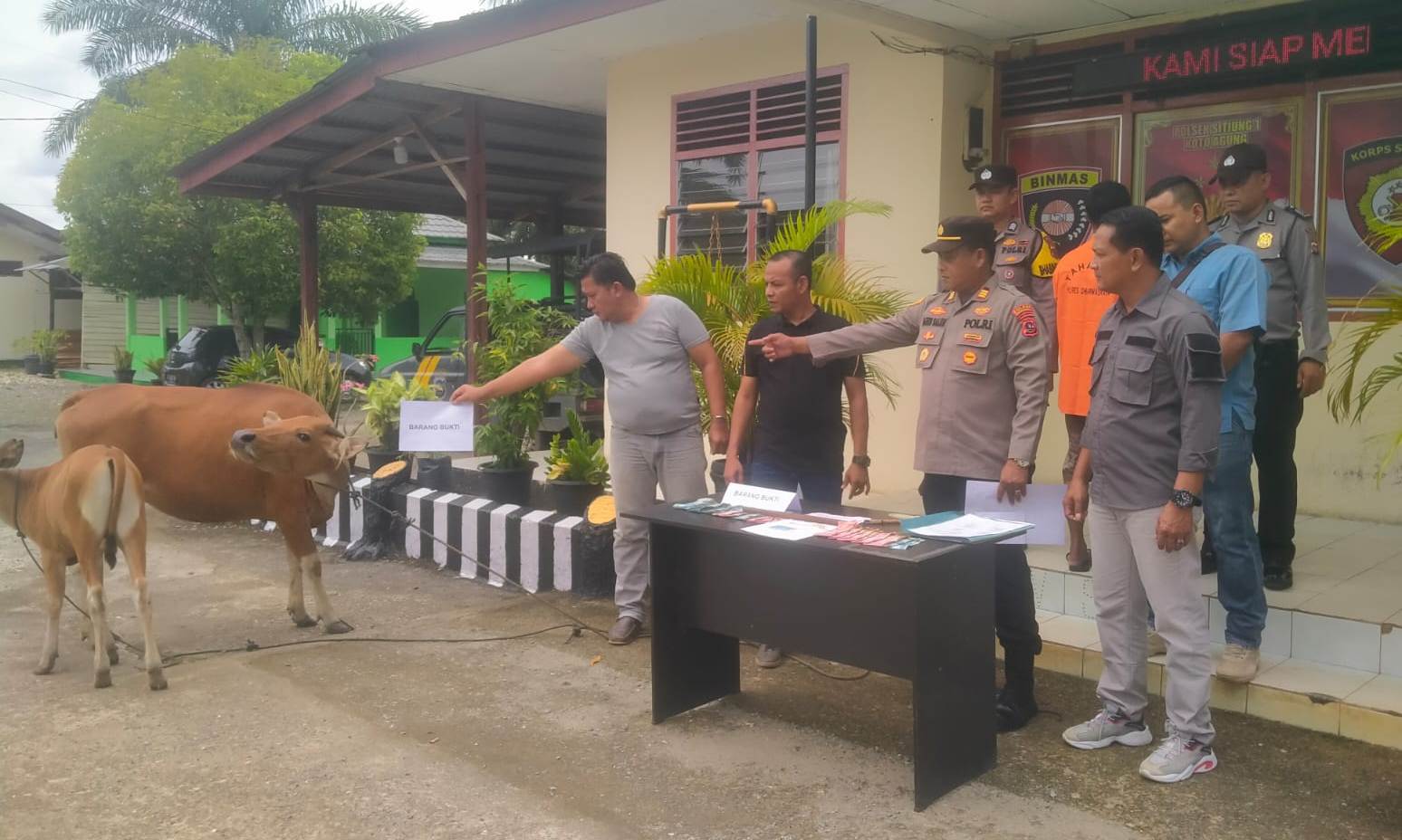 Terlihat Kapolsek Koto Agung AKP.Agus Salem.SH, MH bersama dengan Kanitreskrim Polsek Koto Agung Sitiung I memperlihatkan sejumlah barang bukti dan 2 ekor sapi ternak yang digelapkan AP, Rabu (09/11) di Mapolsek Sitiung. (SP)